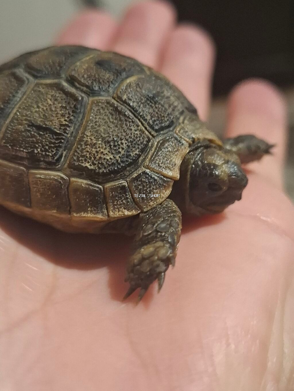 Tsbağa balası satılır.Mərdəkanda