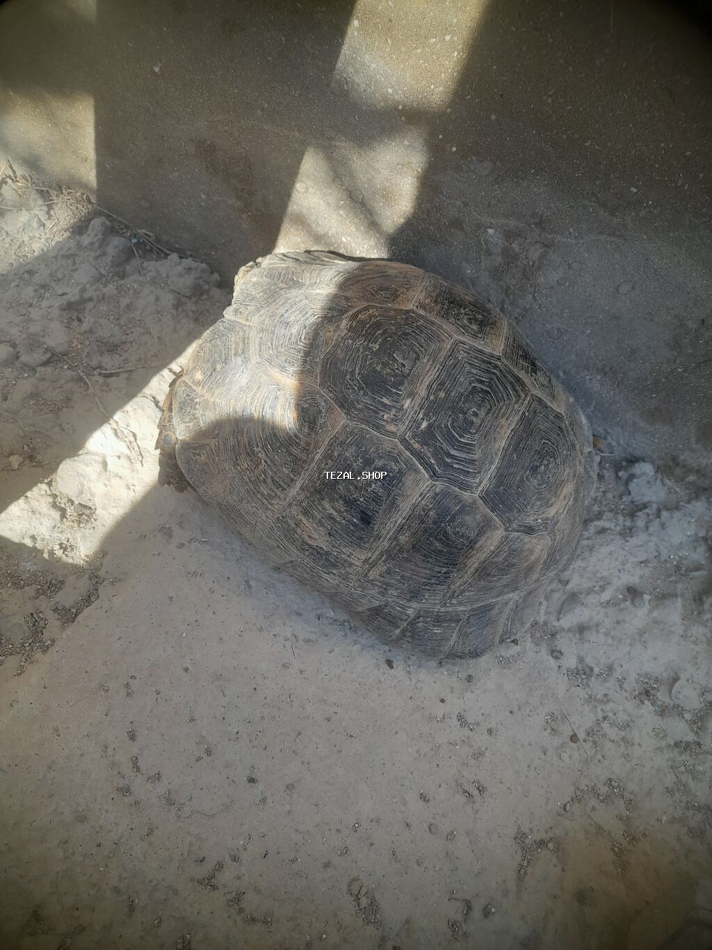 Tsbağa satılır.Mərdəkanda