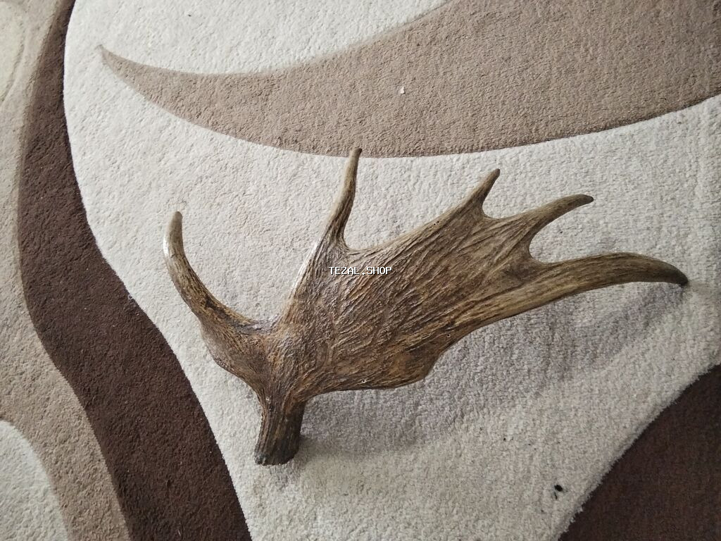 50 yaşı var minimum Dekorativ maral buynuzu (tək tərəf)