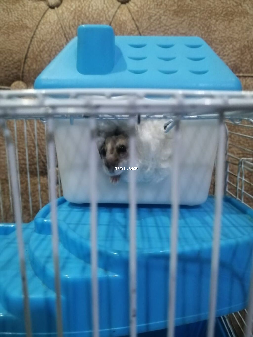 2 ədəd çox şirin, aktiv və bir az da “şuluq” junqarik hamster yeni