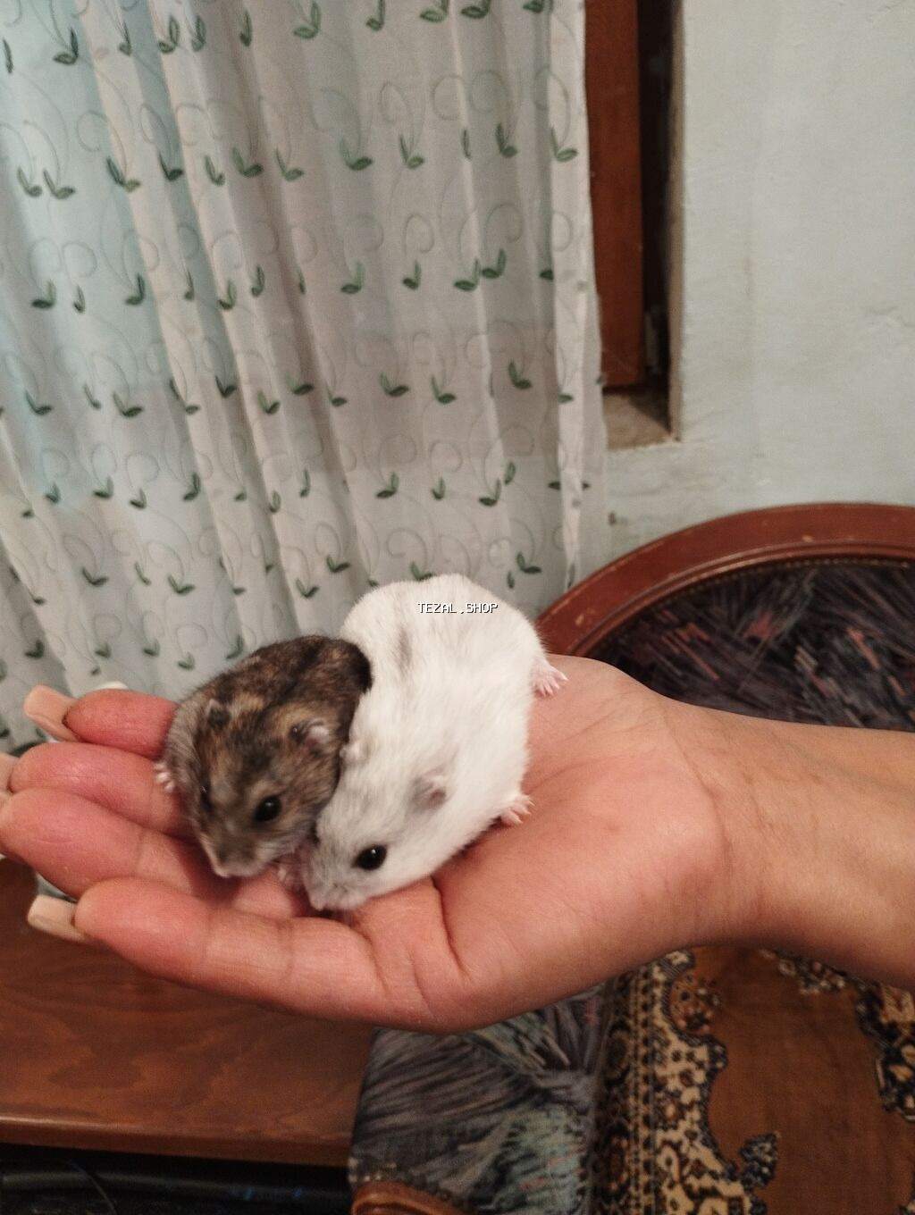 Erkək dişi birlikdə satılır tam sağlam .1 aylıq yemi 2 meşok apilkası