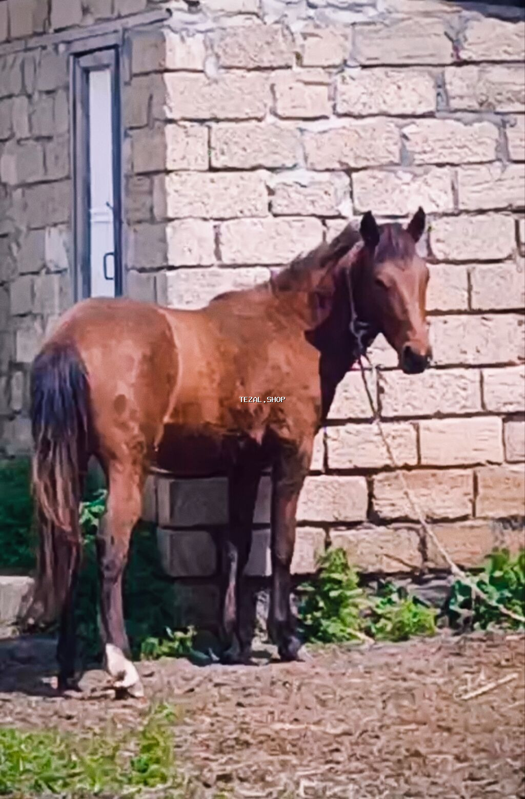 Erkək, il: 2, Ünvandan götürmə