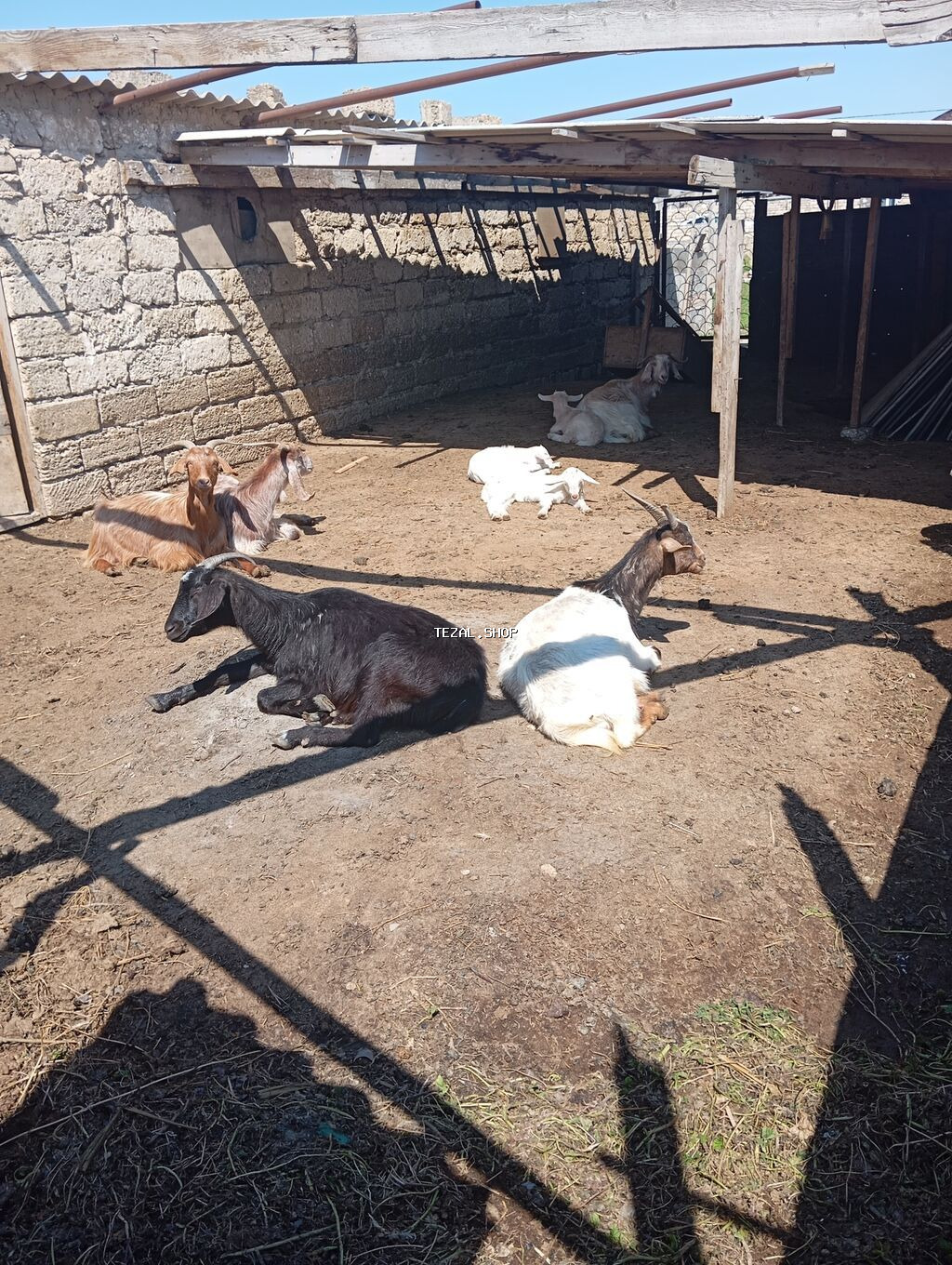 Südlük hələb cinsi keciler.sudluk ətlik keçirdir.balalari 4 dənədir