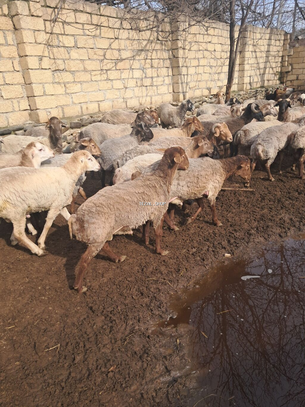 Qoyun sürüsü – ət və damazlıq üçün - Növlər: qarışıq yerli və