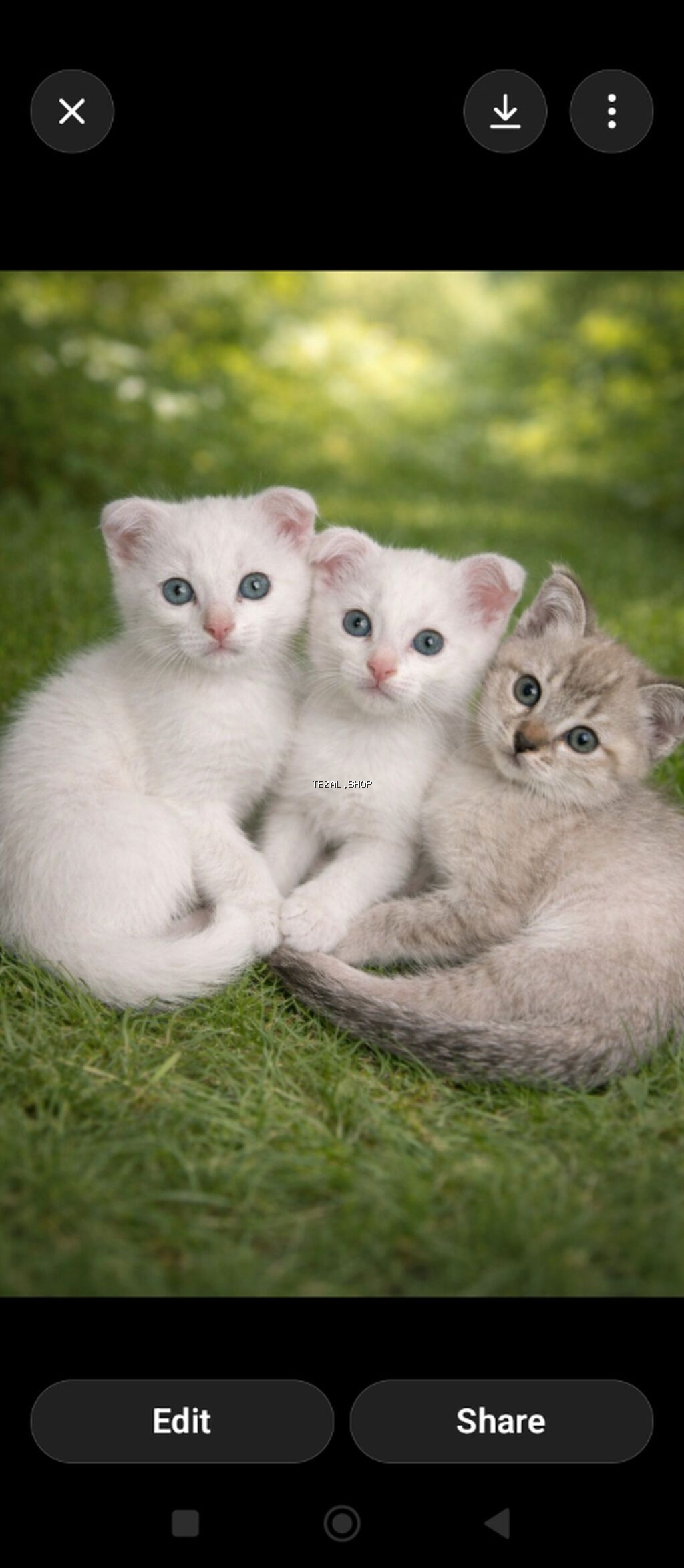 Şotland, Erkək, Dişi, Ödənişli çatdırılma