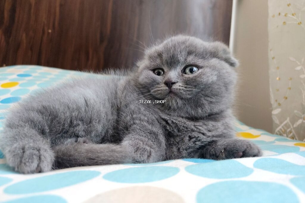 Şotland yastı qulaq, Erkək, Dişi, Yaxşı əllərə, Ünvandan götürmə, Pulsuz çatdırılma, Ödənişli çatdırılma