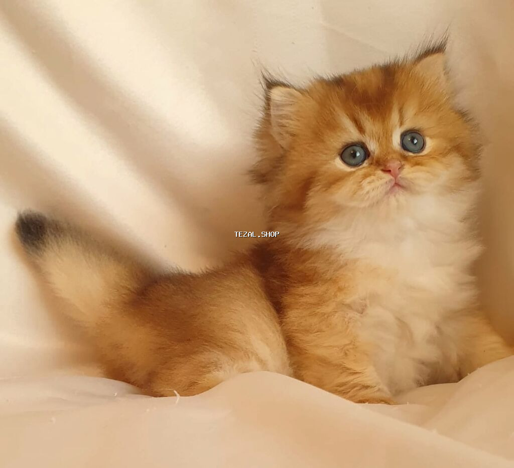 Britan, Erkək, Dişi, Yaxşı əllərə, Ünvandan götürmə, Pulsuz çatdırılma, Ödənişli çatdırılma