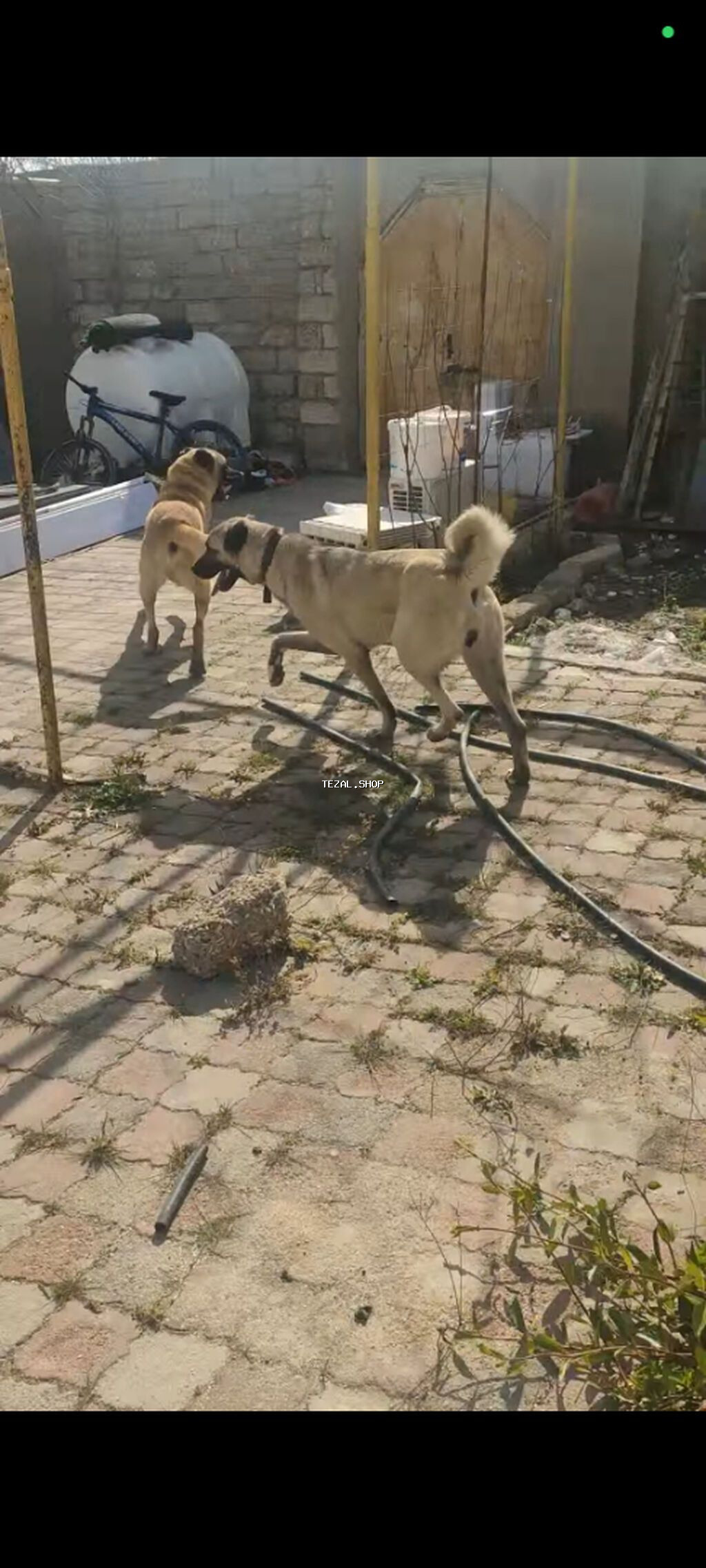 Disi kanqaldır 150 azn satıram yas yarımlıqdır həyət qorumagı