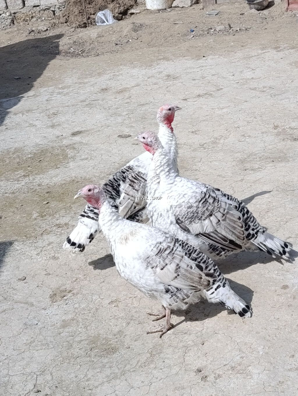 Salam iki fərə cavan hindusqa satıram biri 55 azn ünvan dübəndi