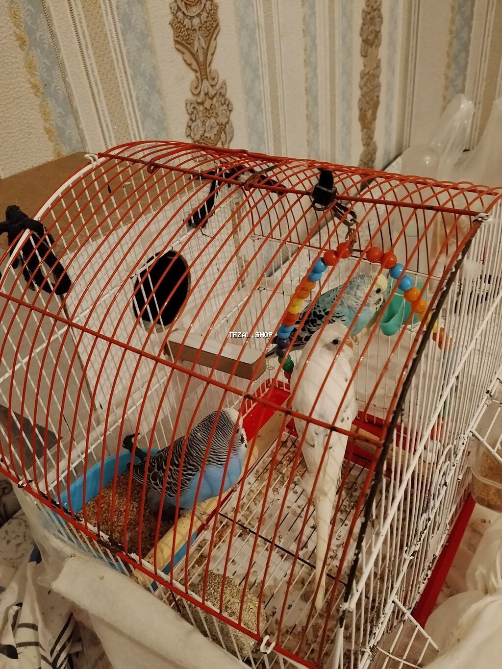 Dalğalı tutuquşular və qəfəs dəsti - Növ: dalğalı tutuquşu (3 ədəd –