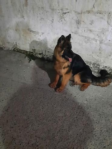 Alman çoban iti, 6 ay, Dişi, Sənədli, Ünvandan götürmə - şəkil 2