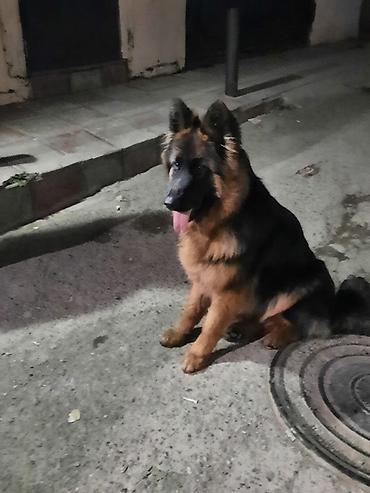 Alman çoban iti, 6 ay, Dişi, Sənədli, Ünvandan götürmə - şəkil 3