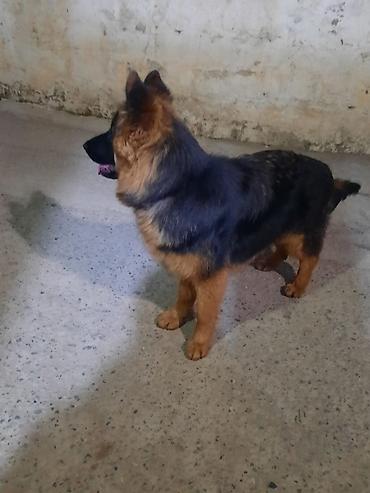 Alman çoban iti, 6 ay, Dişi, Sənədli, Ünvandan götürmə - şəkil 4