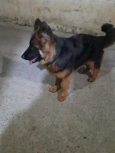 Alman çoban iti, 6 ay, Dişi, Sənədli, Ünvandan götürmə - şəkil 5