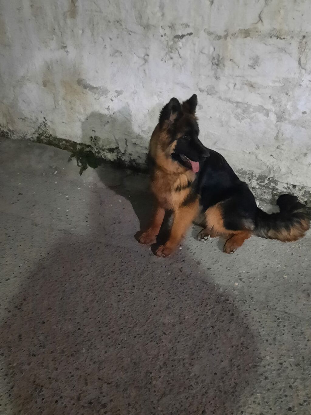 Alman çoban iti, 6 ay, Dişi, Sənədli, Ünvandan götürmə