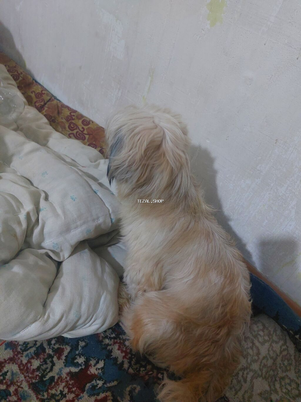 Shi-tsu, 1 il, Dişi, Ödənişli çatdırılma