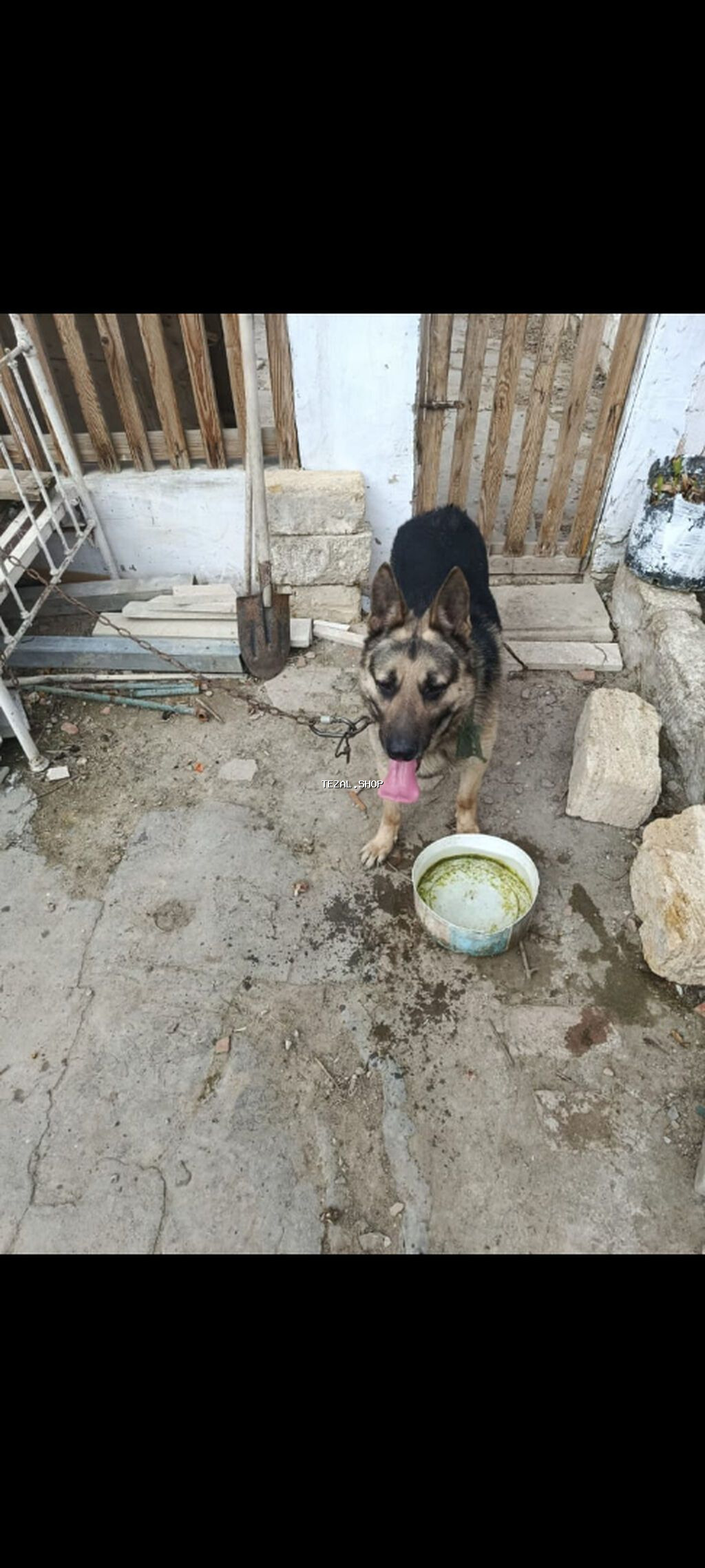 Alman çoban iti, 7 ay, Erkek, Ünvandan götürmə