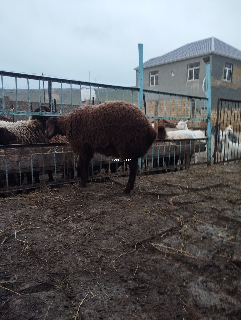 Qala quzusudur damazliga yarayır 5ayliq quzudu quzunun anasıda