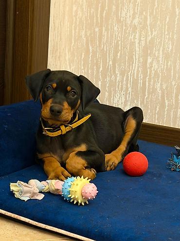 Doberman, 2 ay, Dişi, Peyvəndli - şəkil 2
