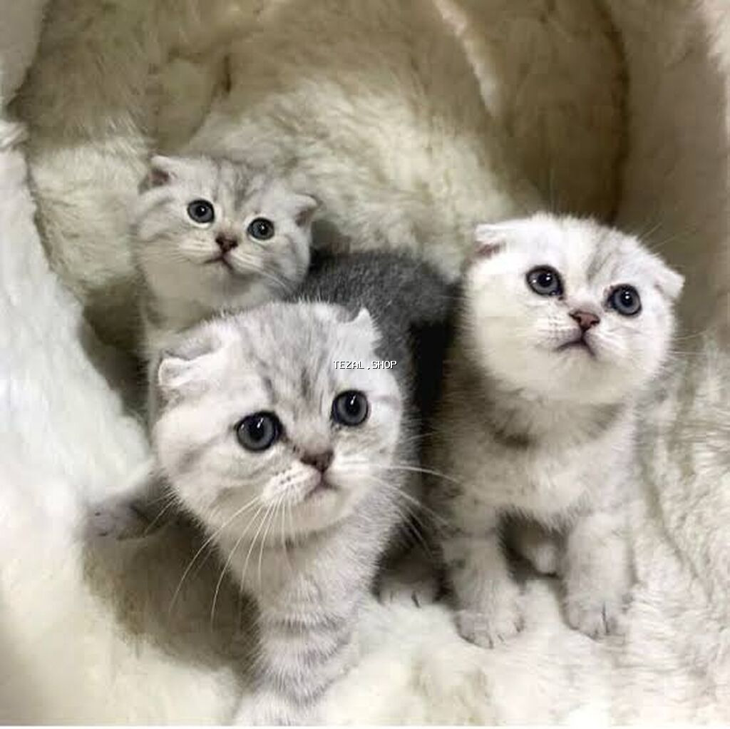 Şotland, Erkək, Dişi, Yaxşı əllərə, Rayonlara çatdırılma, Ünvandan götürmə, Pulsuz çatdırılma