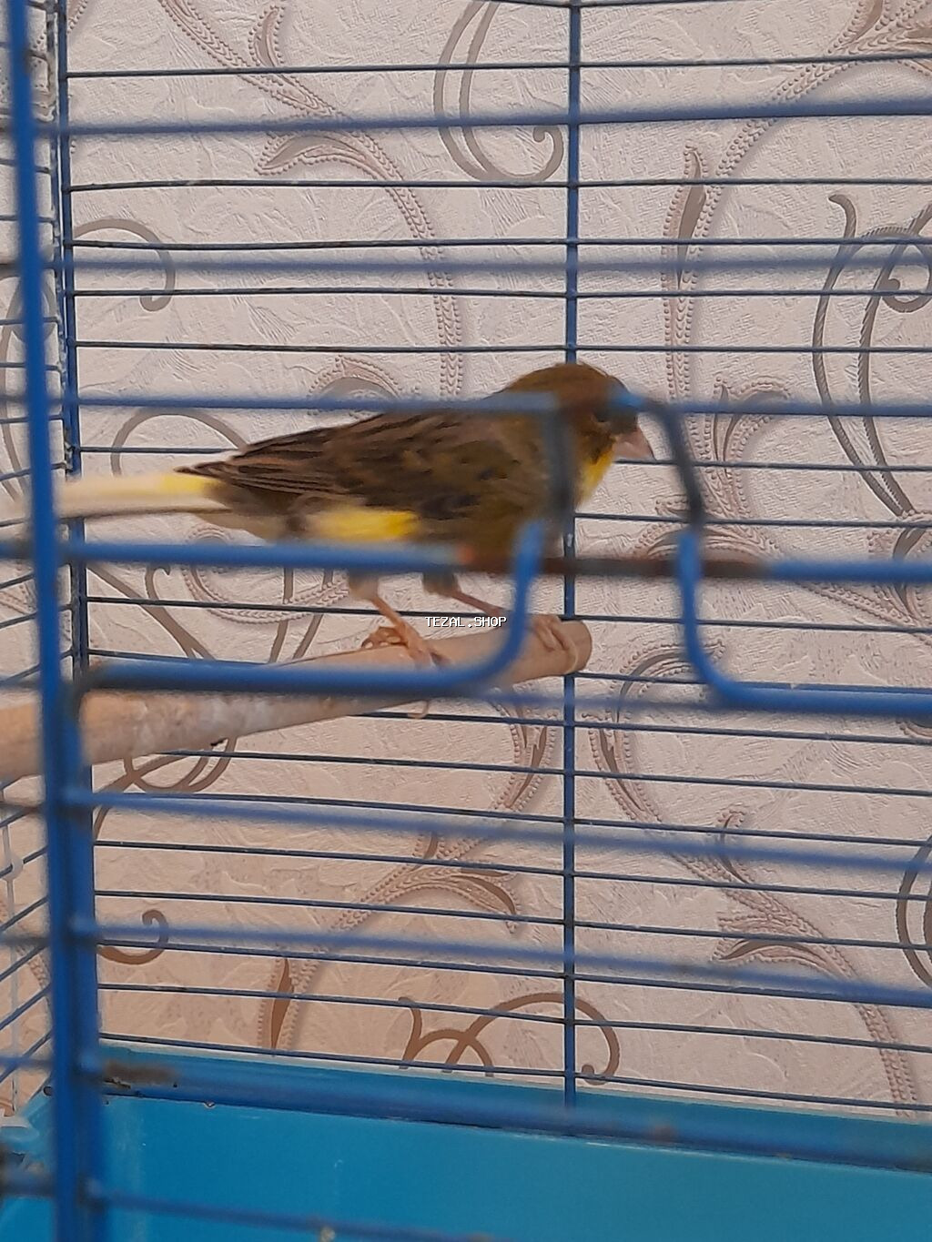 Bulbul tam saqlam erkek 1.5 super oxuyur