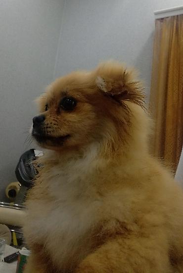 Şpitz, 4 ay, Erkek - şəkil 4