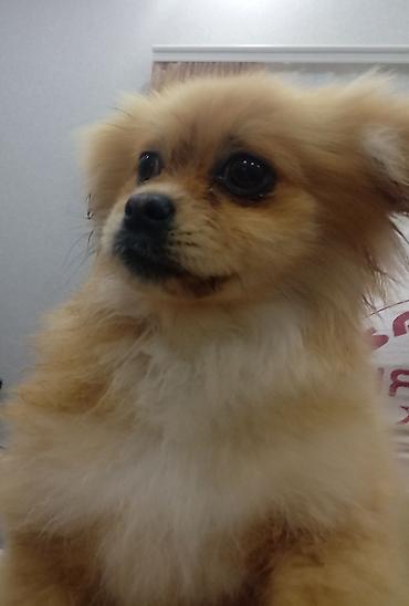 Şpitz, 4 ay, Erkek - şəkil 2