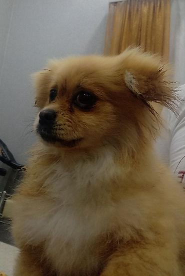 Şpitz, 4 ay, Erkek - şəkil 3