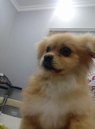 Şpitz, 4 ay, Erkek - şəkil 5