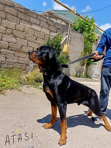 Rotveyler, Peyvəndli - şəkil 5