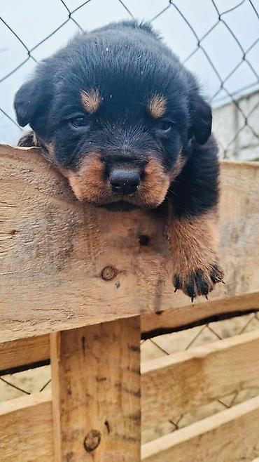 Rotveyler, Peyvəndli - şəkil 4