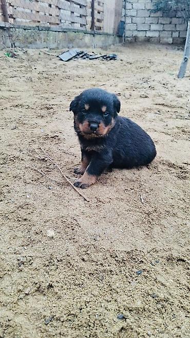 Rotveyler, Peyvəndli - şəkil 3