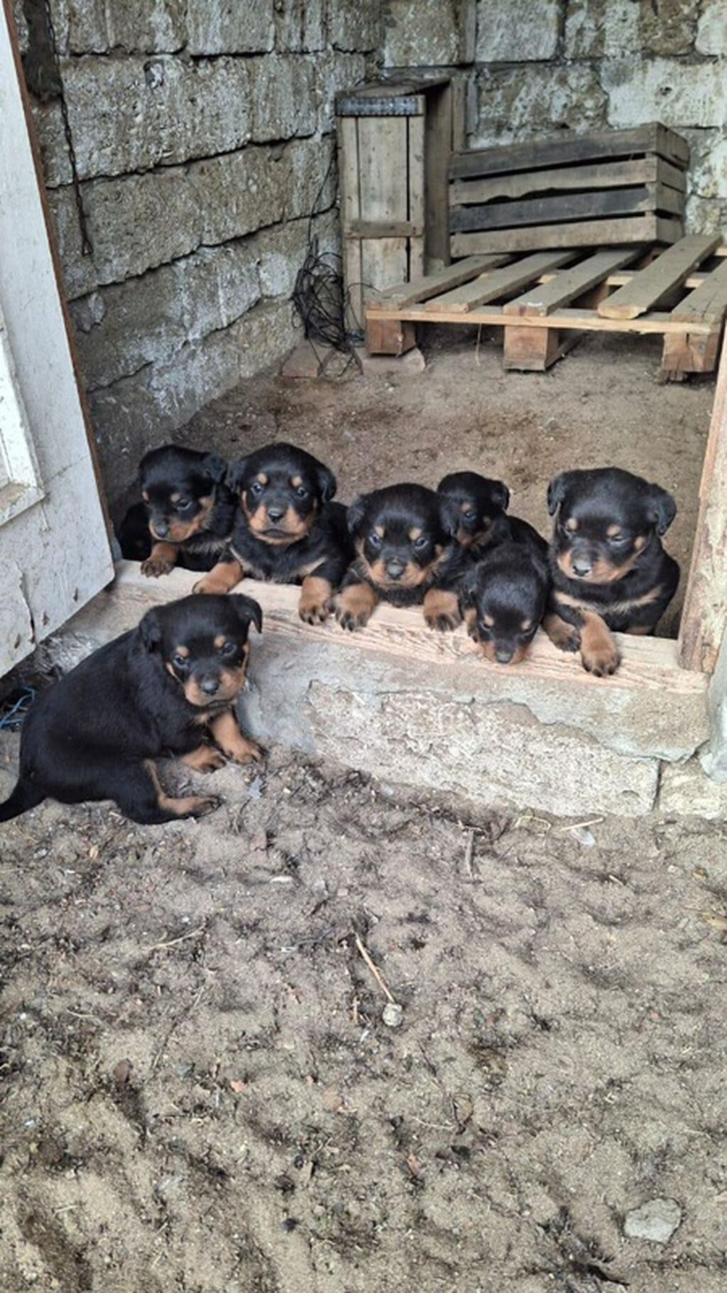 Rotveyler, Peyvəndli