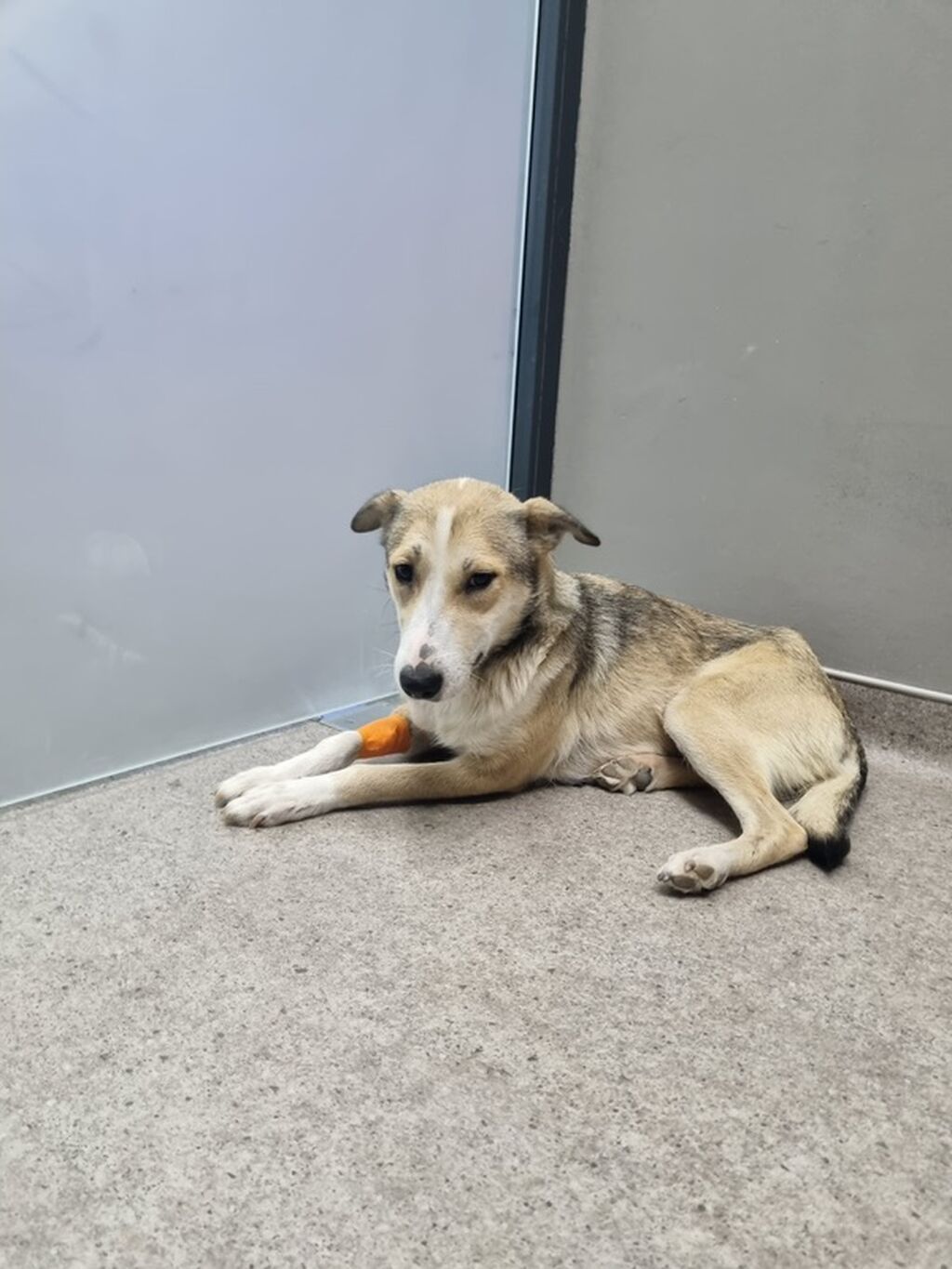 Məhsul: Gözəl xasiyyətli it (orta ölçülü) Təsvir: Salam.yalniz yaxşi