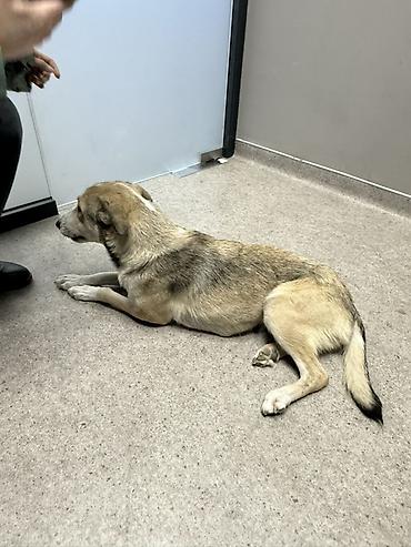 Məhsul: Gözəl xasiyyətli it (orta ölçülü) Təsvir: Salam.yalniz yaxşi - şəkil 4