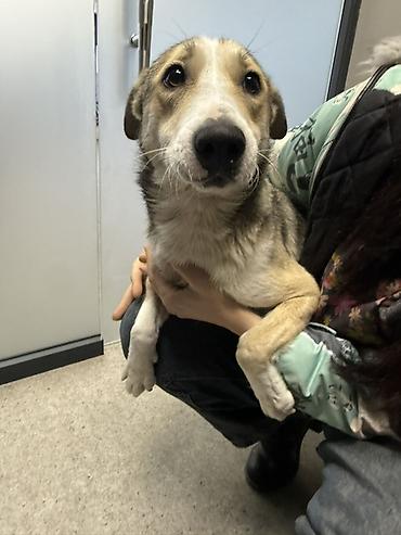 Məhsul: Gözəl xasiyyətli it (orta ölçülü) Təsvir: Salam.yalniz yaxşi - şəkil 3