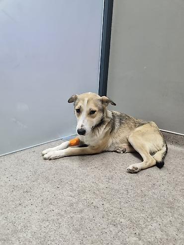 Məhsul: Gözəl xasiyyətli it (orta ölçülü) Təsvir: Salam.yalniz yaxşi - şəkil 2