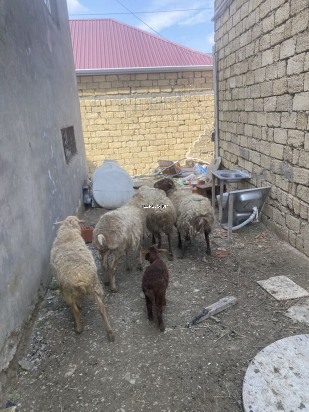 Qoyunlar var icndə boğaz olanıda var ana balada var real alcıya