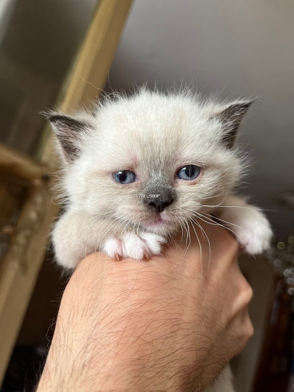 Şinşilla, Erkək, Dişi