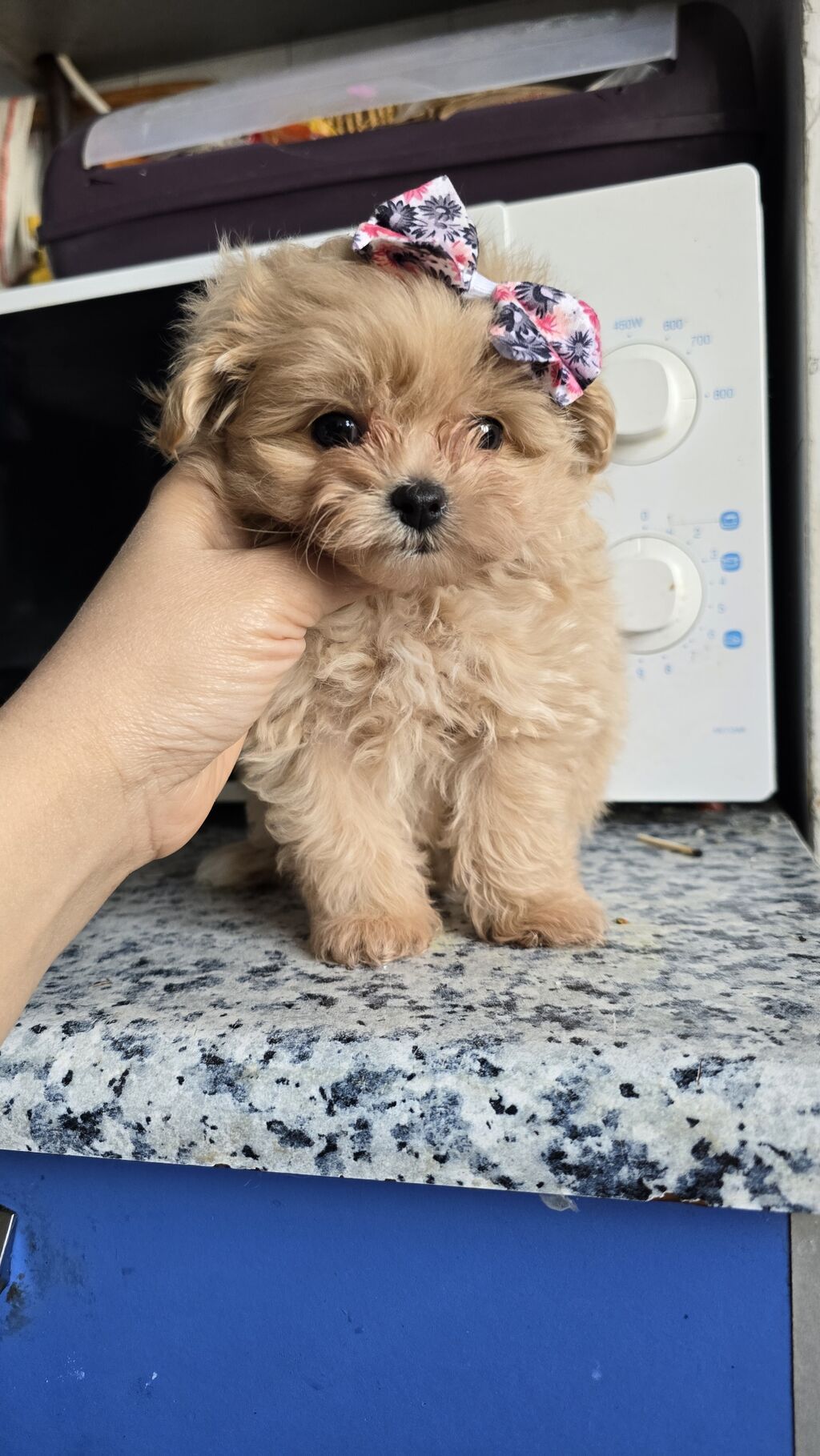 Ödənişli çatdırılma