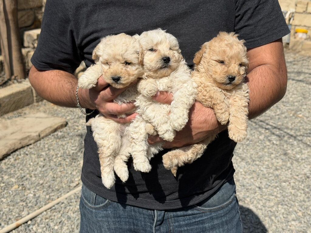 Pudel, 2 ay, Peyvəndli, Ödənişli çatdırılma
