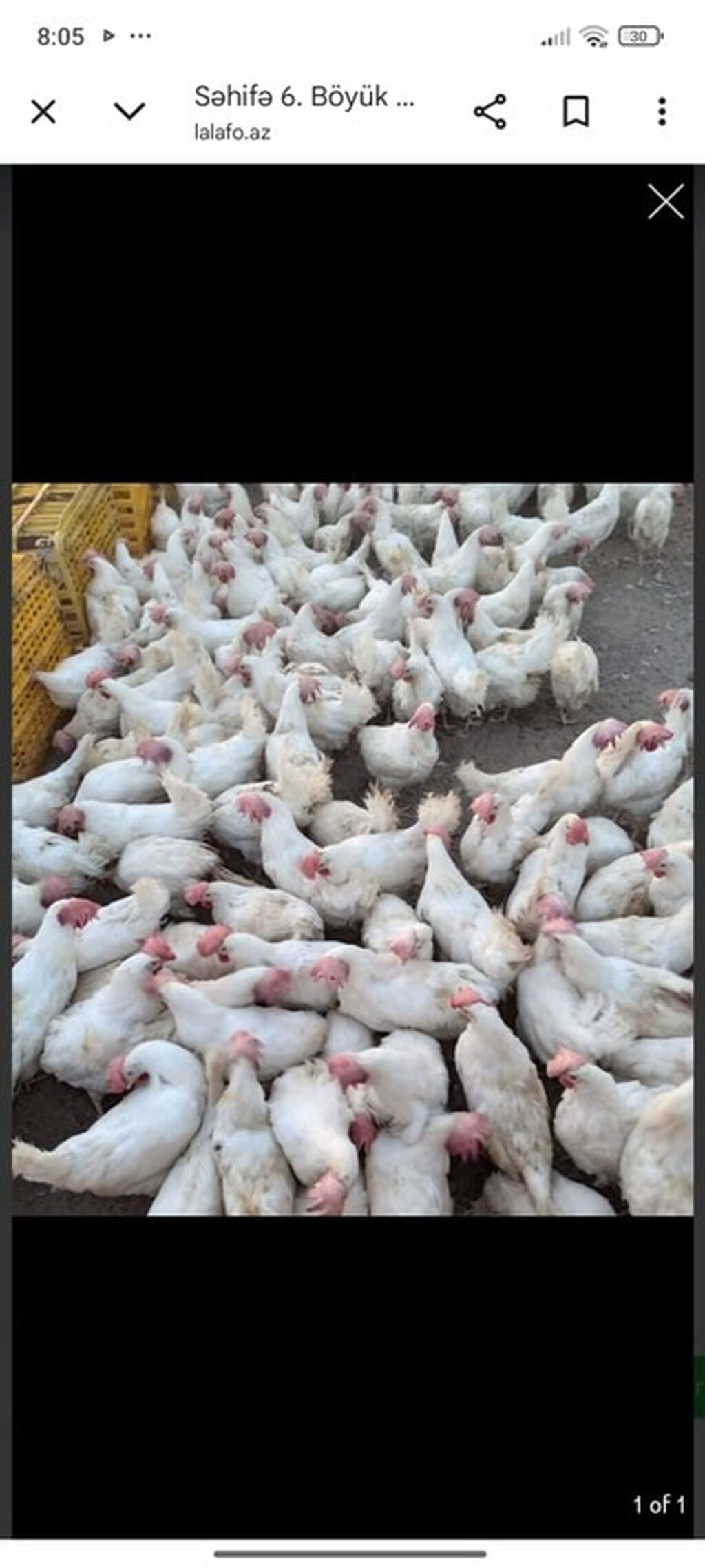 Toyuq, Liqorin, Yumurtalıq