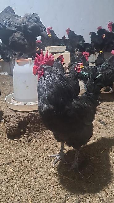 Toyuq, Australorp, Damazlıq, Ünvandan götürmə, Ödənişli çatdırılma, Rayonlara çatdırılma - şəkil 4