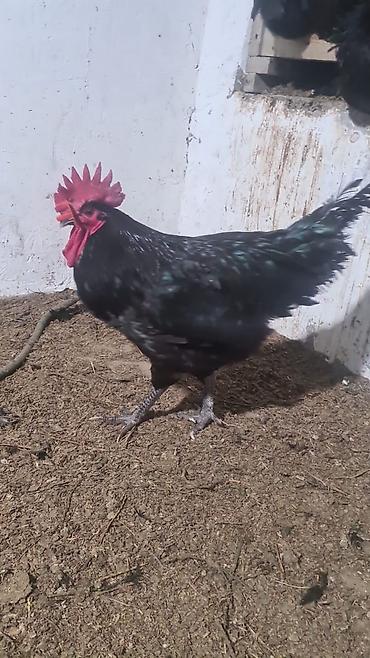 Toyuq, Australorp, Damazlıq, Ünvandan götürmə, Ödənişli çatdırılma, Rayonlara çatdırılma - şəkil 3