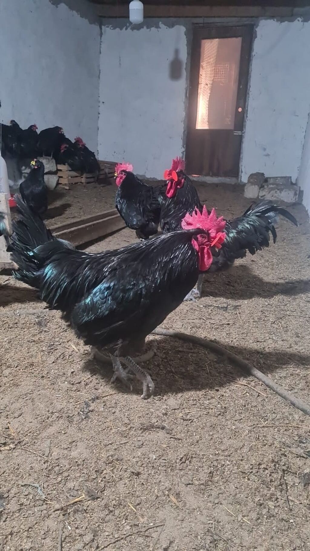 Toyuq, Australorp, Damazlıq, Ünvandan götürmə, Ödənişli çatdırılma, Rayonlara çatdırılma