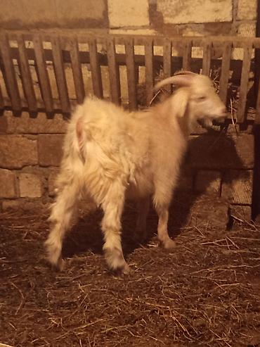 Super kök dibir satılır təcili vatsap aktivdi - şəkil 4