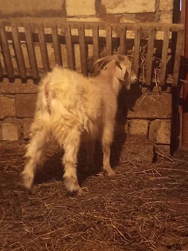 Super kök dibir satılır təcili vatsap aktivdi - şəkil 3