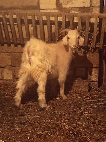 Super kök dibir satılır təcili vatsap aktivdi - şəkil 2