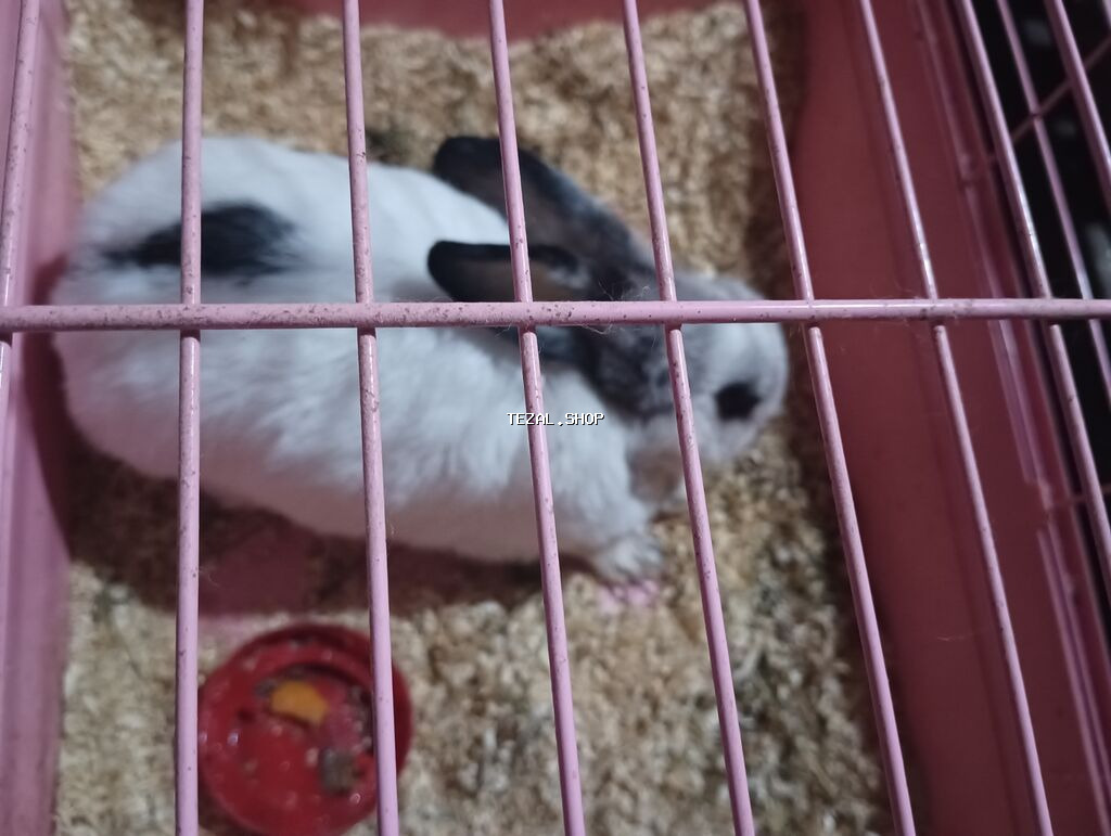 Dovshan isteyirem pulsuz kim sahiblendirmek istese heyvanlarini mene