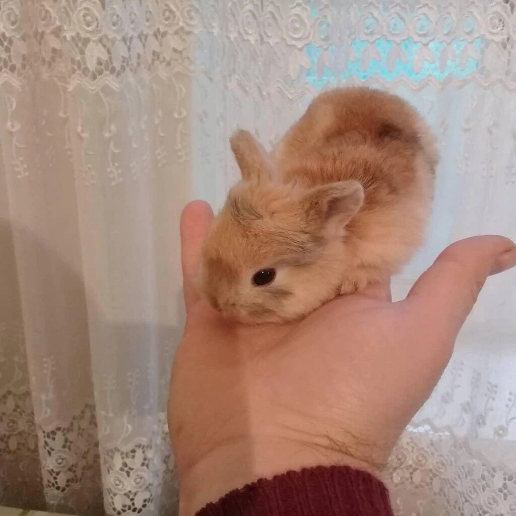 🟠 Ev dovşanı balalarına super endirim kampaniyası. müvəqqəti olaraq 50